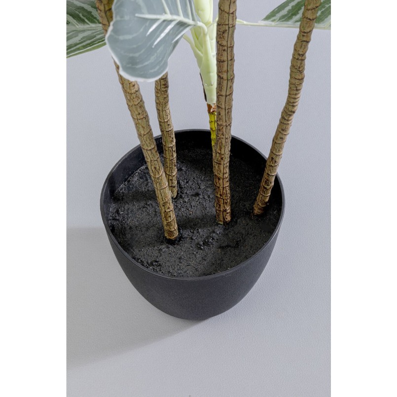 Plante décorative Calathea 140cm