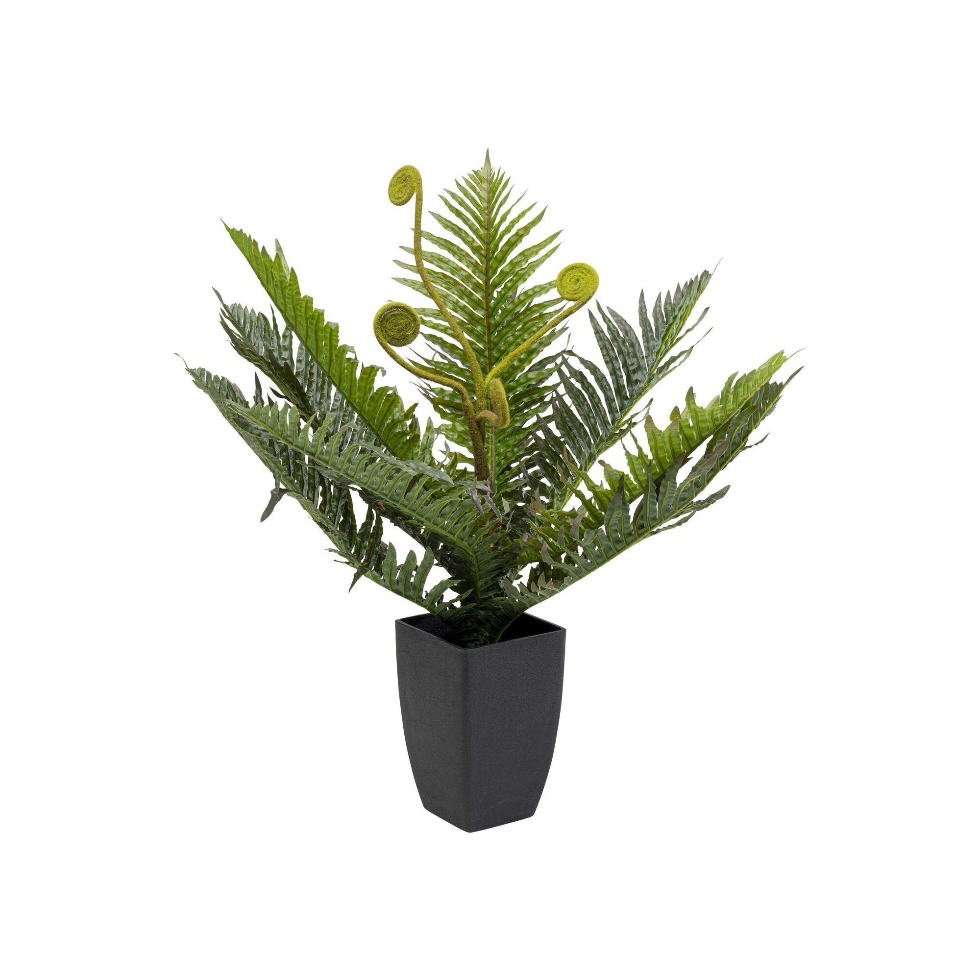Plante décorative Farn 55cm