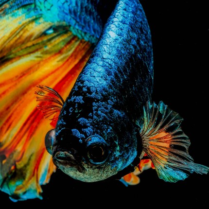 Wandfoto Aqua Queen Fish 100x100cm Kare Design