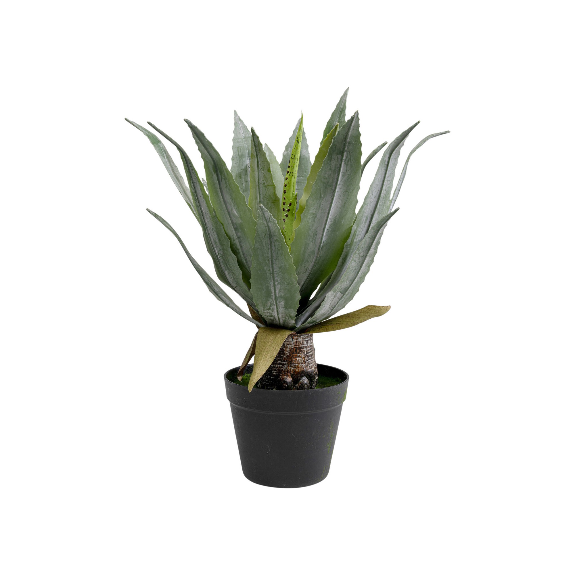 Plante décorative Agave 40cm