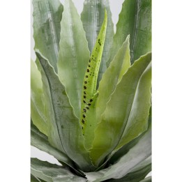 Plante décorative Agave 40cm