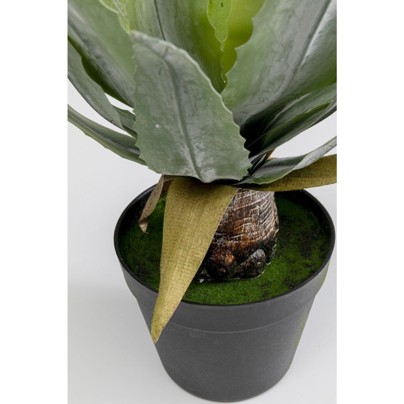 Plante décorative Agave 40cm