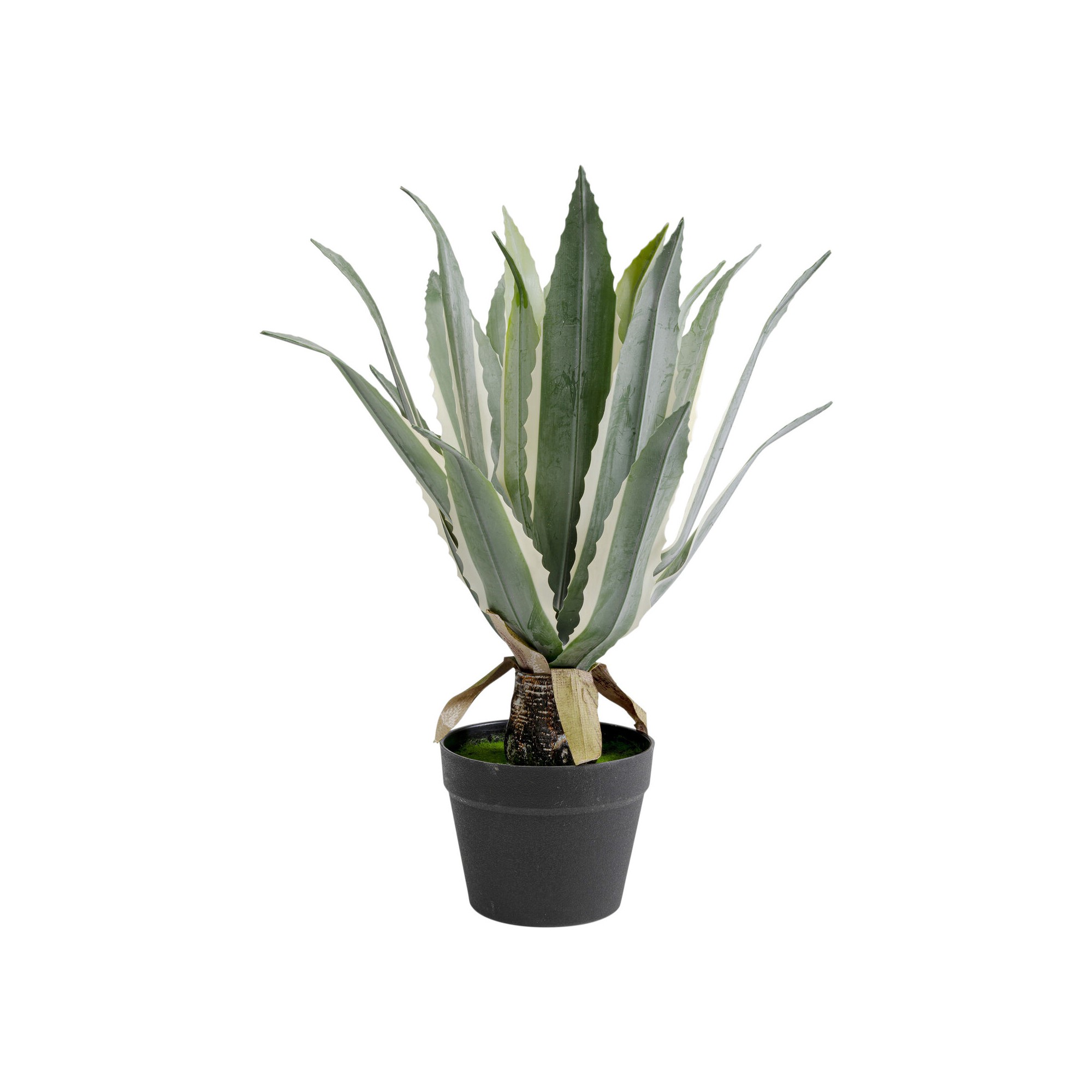 Plante décorative Agave 50cm