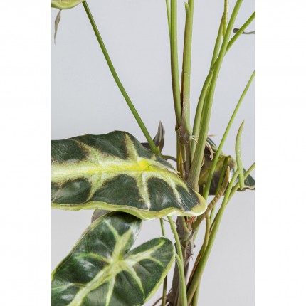 Decoratie plant Alocasia 80cm Kare Design