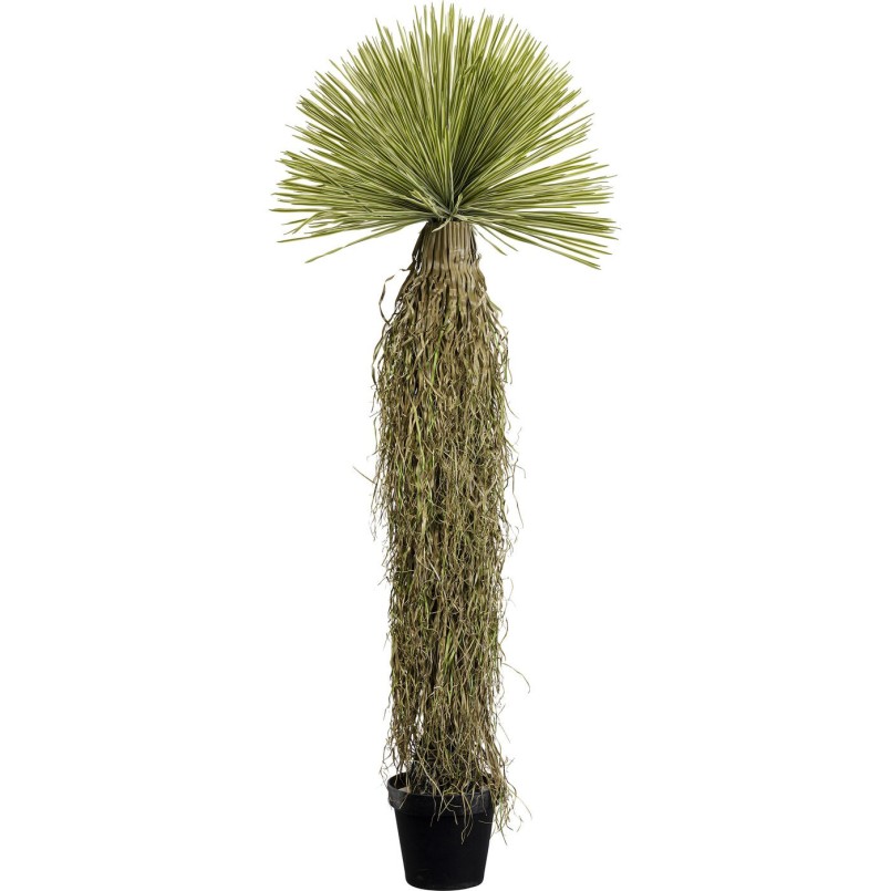 Plante décorative Yucca Rostrata 180cm