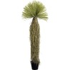 Plante décorative Yucca Rostrata 180cm