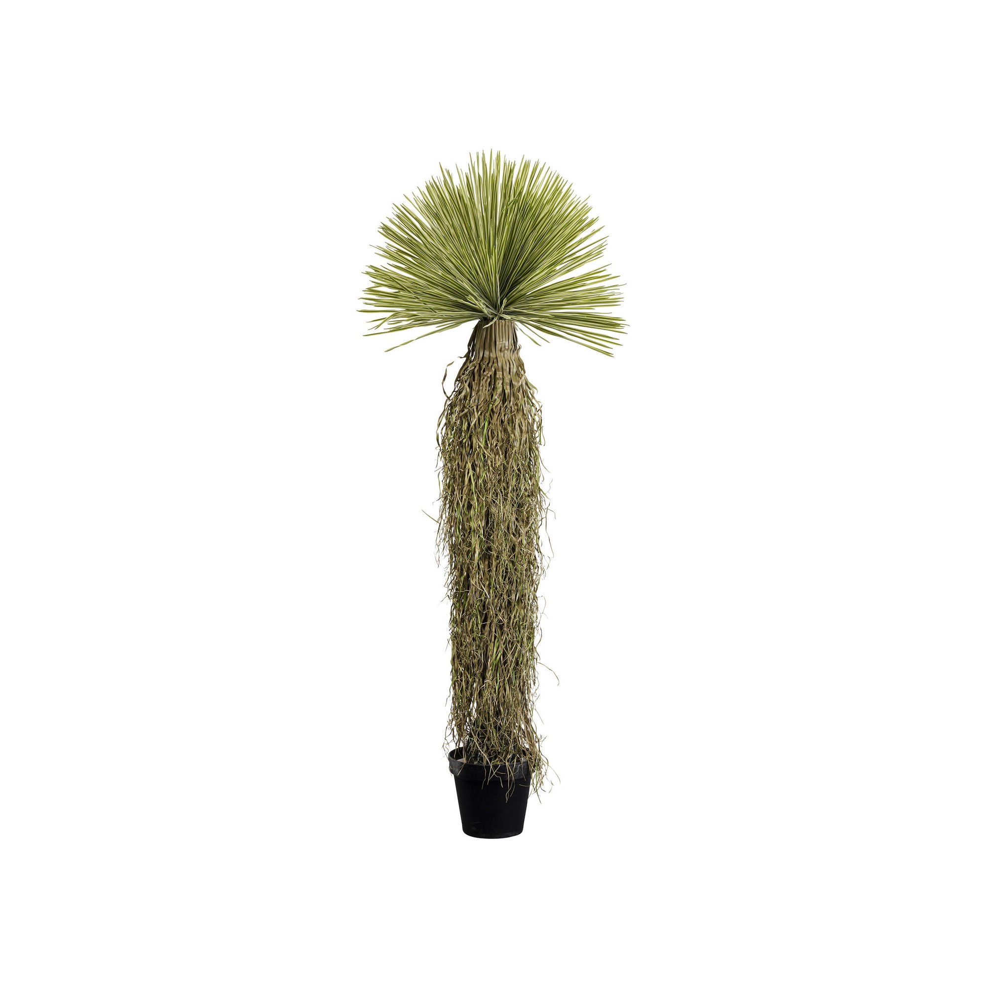 Plante décorative Yucca Rostrata 180cm