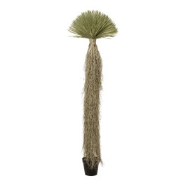 Plante décorative Yucca Rostrata 240cm