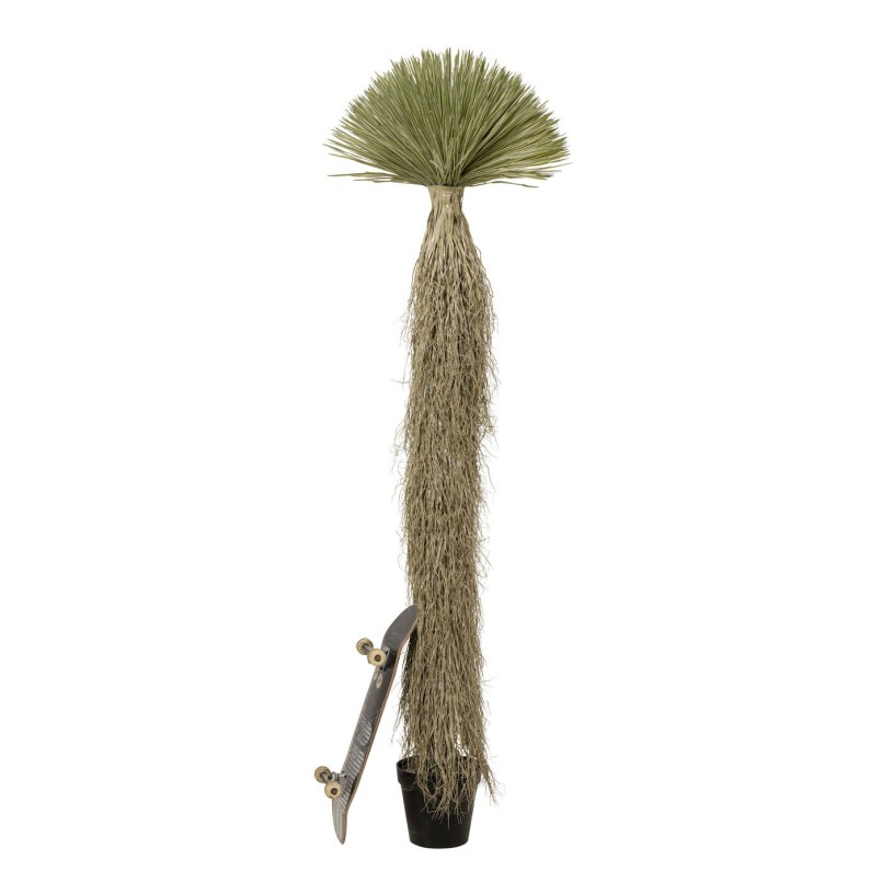 Plante décorative Yucca Rostrata 240cm