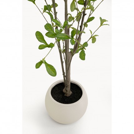 Deco plant Plumbago 152cm Kare Design