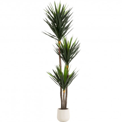 Deco Plant Yucca 250cm Kare Design