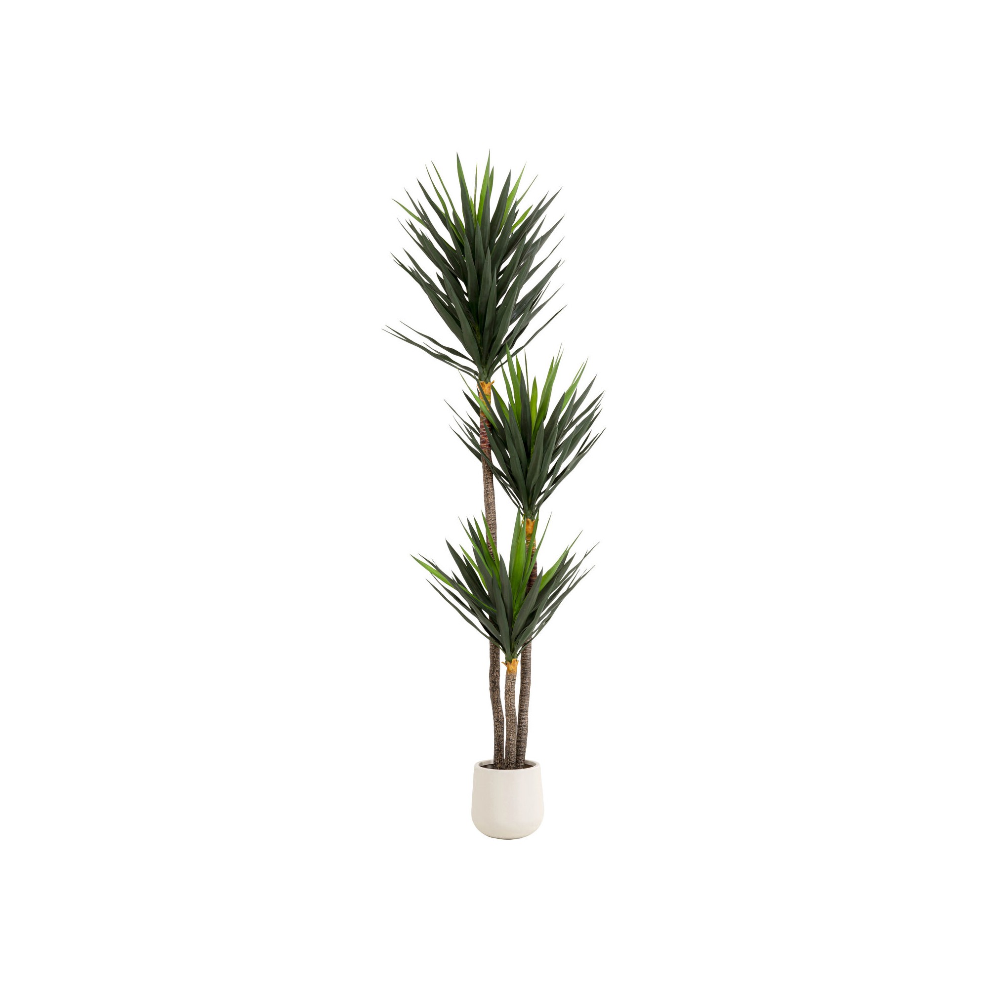 Plante décorative Yucca 250cm