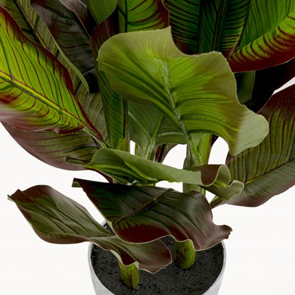 Deco Plant Canna Lily 115cm Kare Design