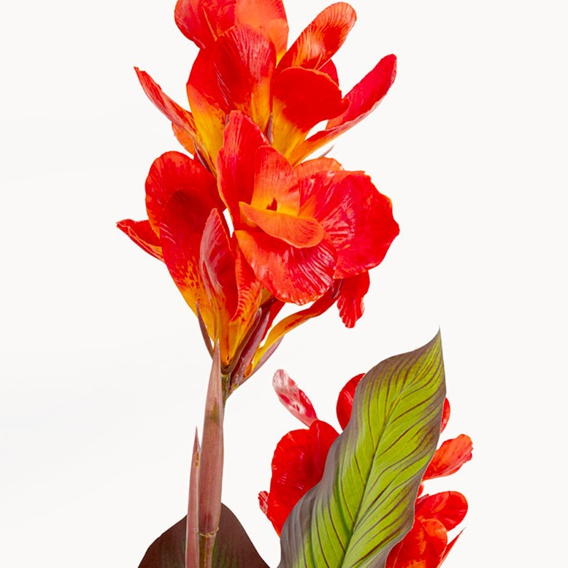 Plante décorative fleurie Canna Lily - Kare Design