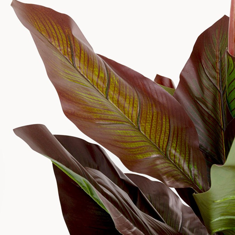 Plante décorative fleurie Canna Lily - Kare Design