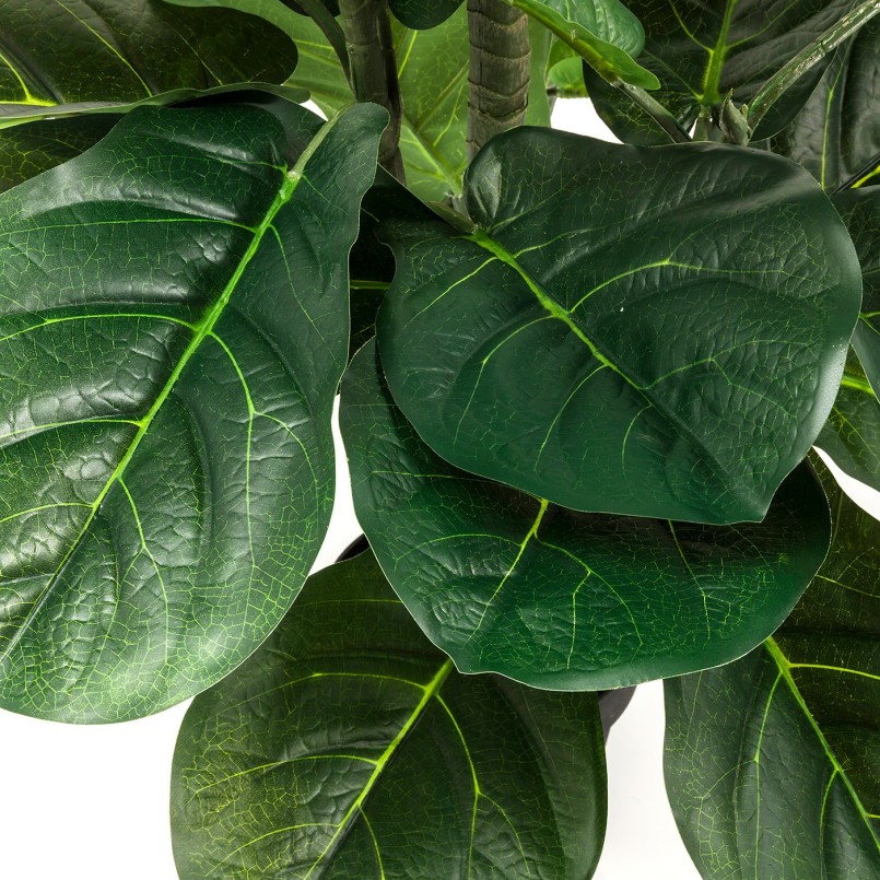 Fig tree Lyre: decorative green plant to decorate your interior