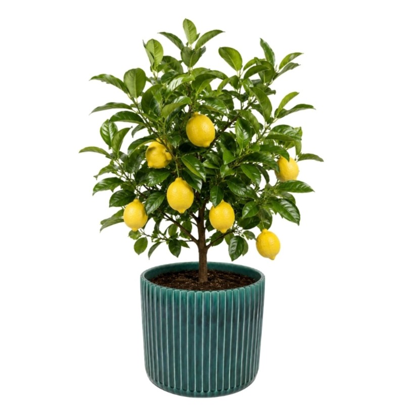 Vase Cali vert 39cm