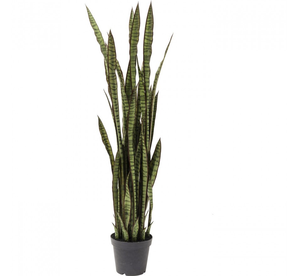 gaan beslissen Uit negeren Decoratie Plant Sansewieria 155cm Kare Design