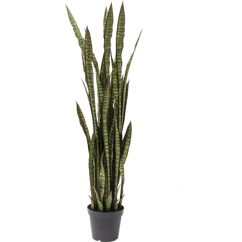 Plante décorative Sansewieria Kare Design