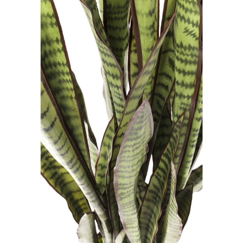 Plante décorative Sansewieria Kare Design