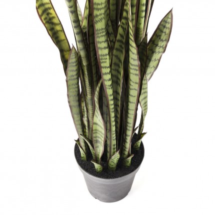 Deco Plant Sansewieria 155cm Kare Design