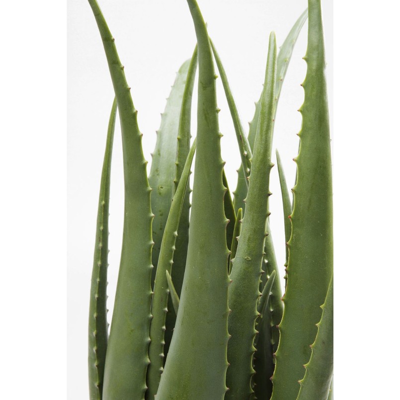 Deco Plant Aloe 69cm Kare Design