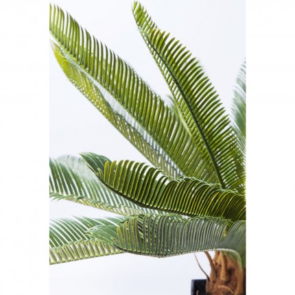 Decoratie Plant Cycas Tree 78cm Kare Design