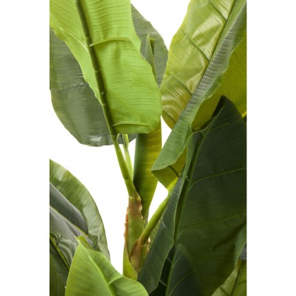Deco Plant  Banana Tree 180cm Kare Design