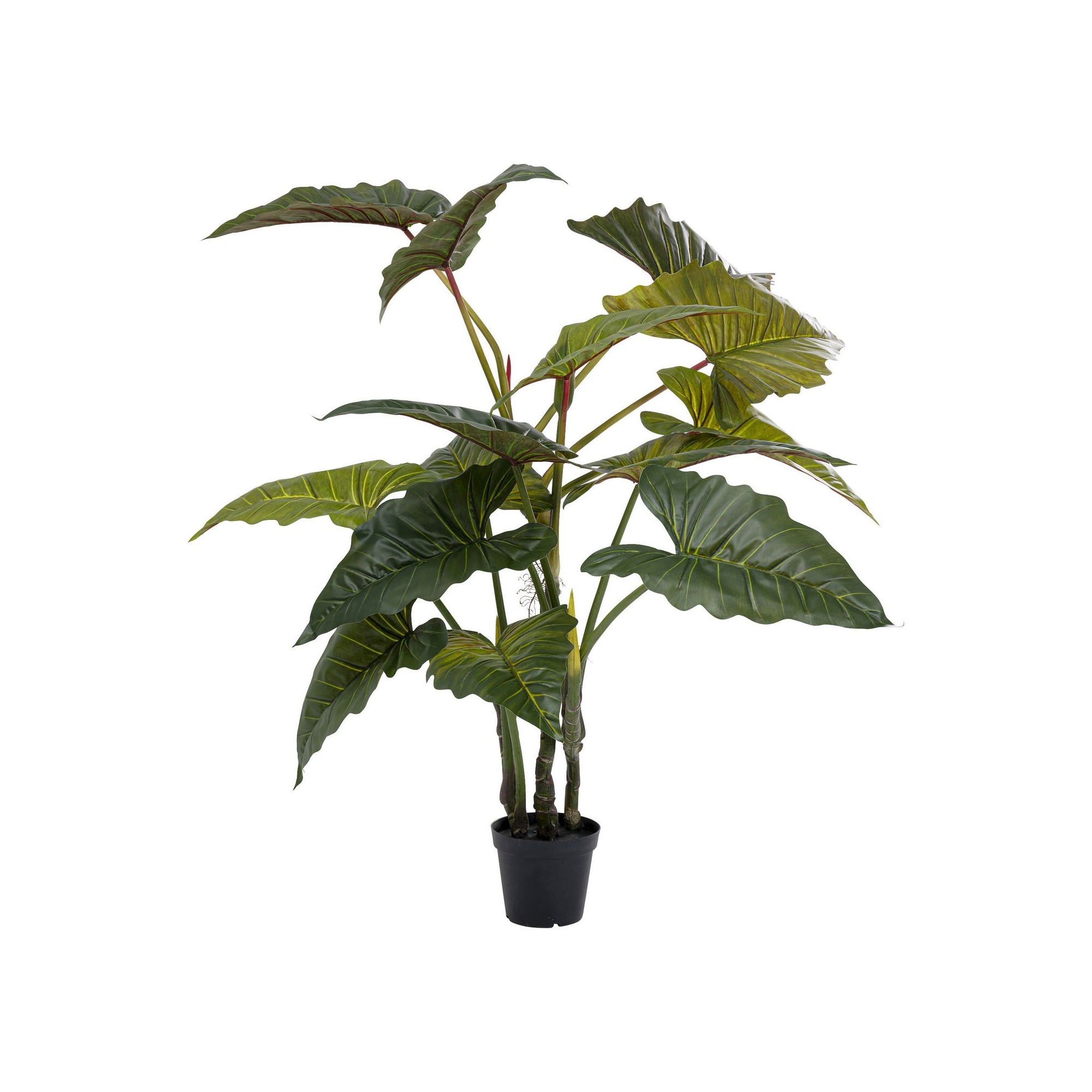 Plante décorative Taro 180cm